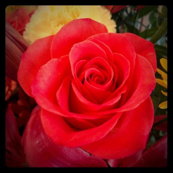 Meet your Posher, Carol aka Mommabug - Picture 1 of 1